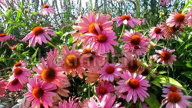 美丽的粉红色圆锥形花朵